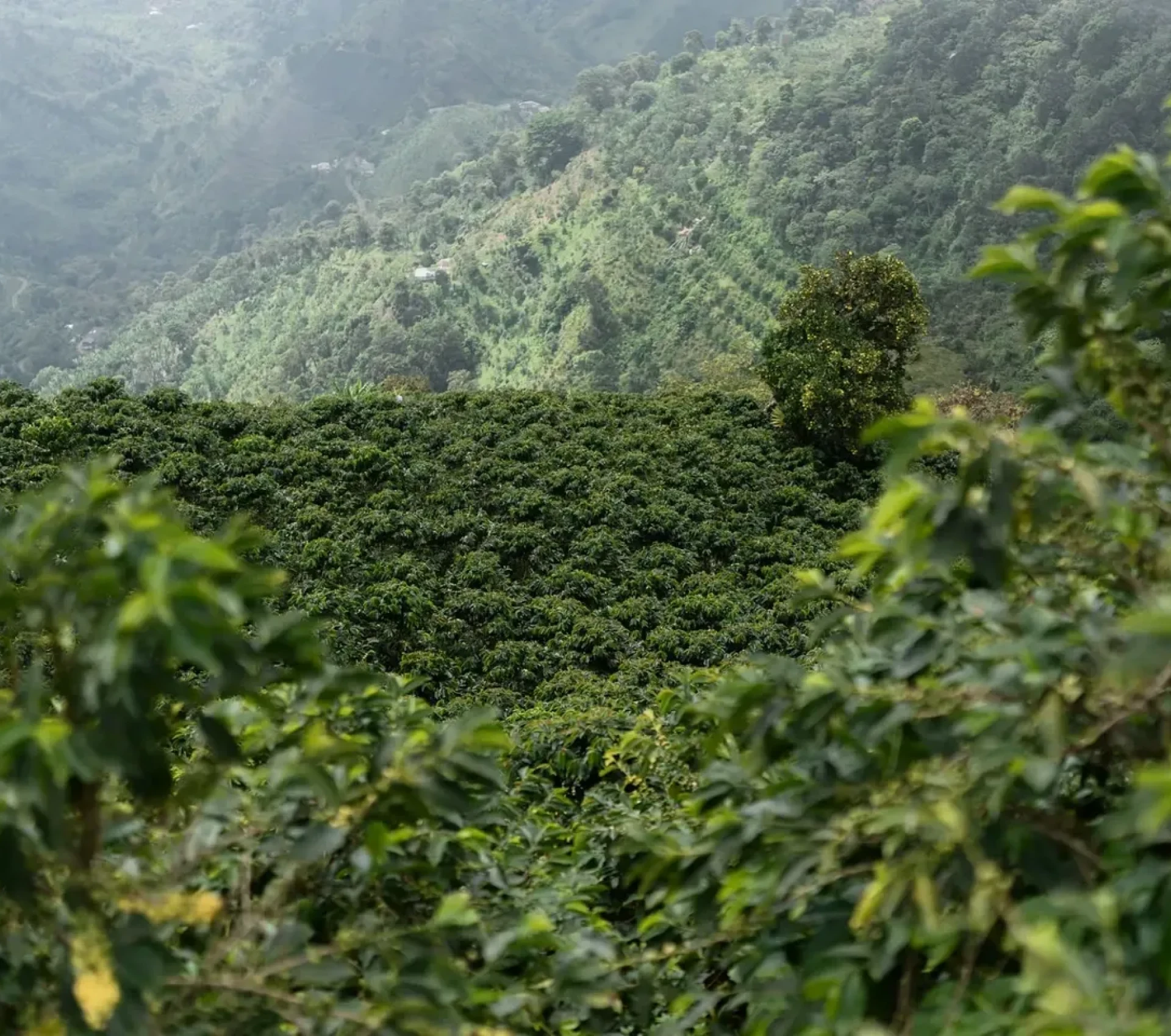 Scenic view of verdant mountain landscape