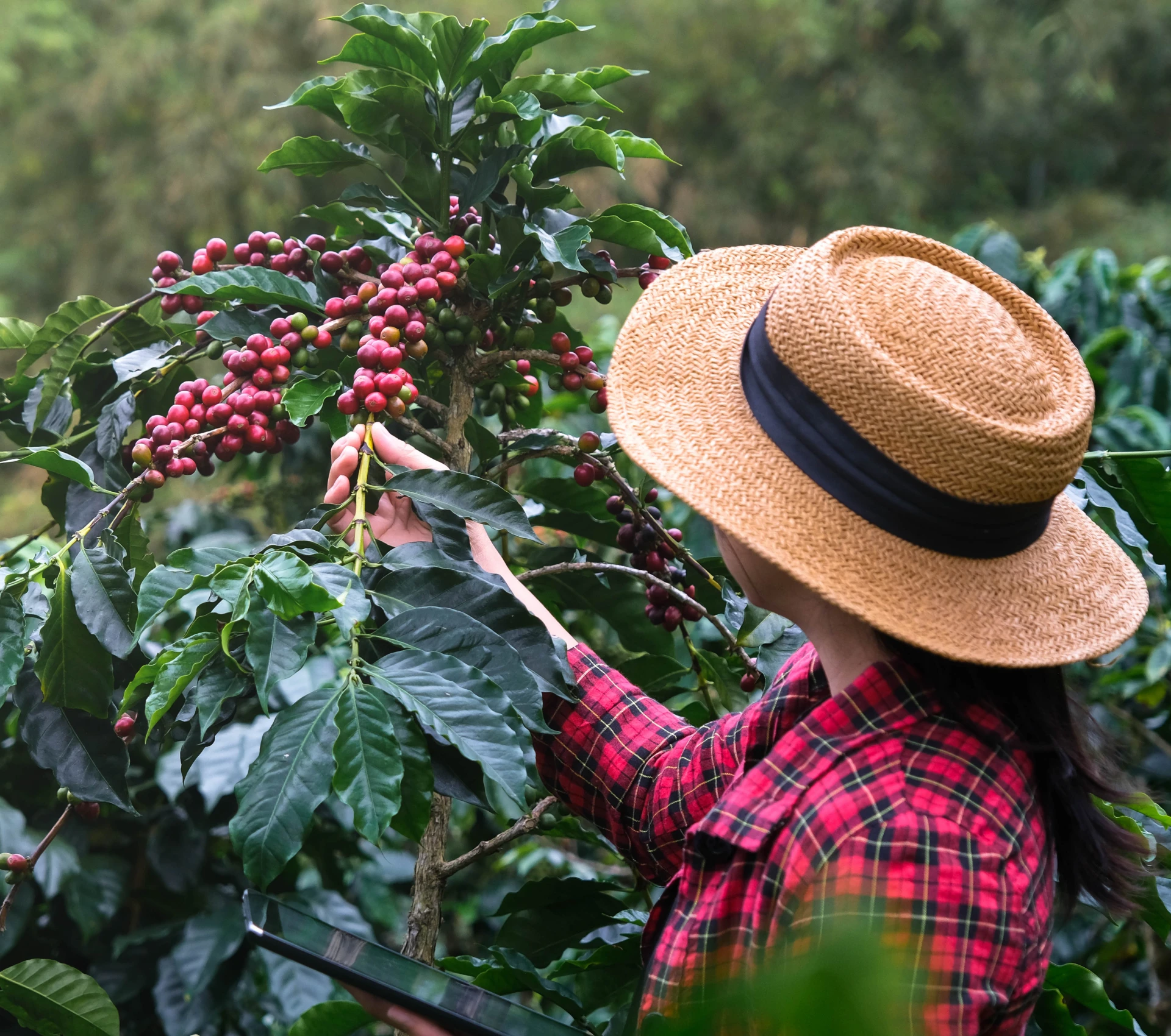 Person harvesting ripe coffee cherries